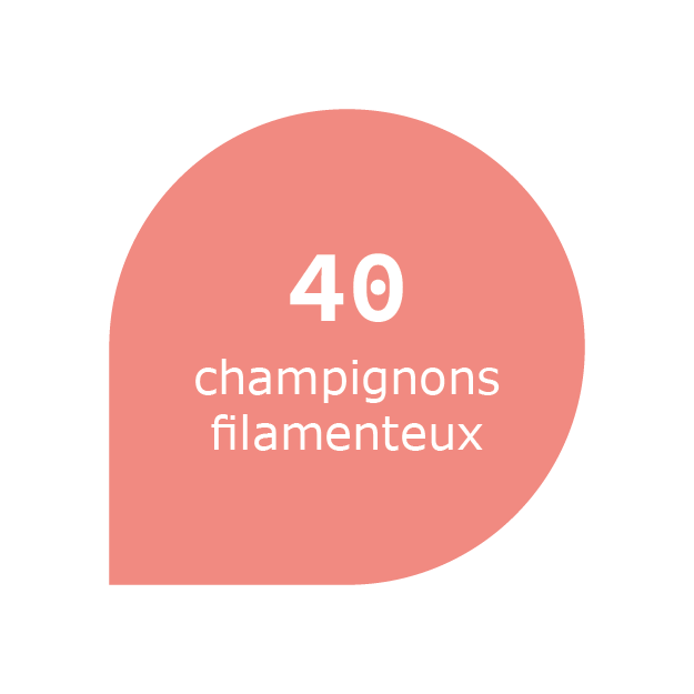 MALDI-TOF - 40 champignons filamenteux